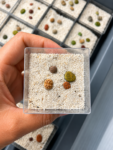 lithops