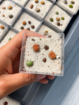 lithops