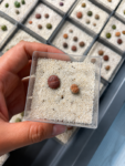 lithops