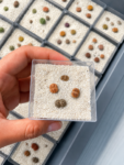 lithops
