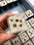 lithops