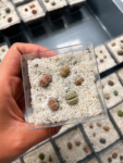 lithops