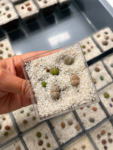 lithops