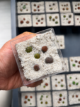 lithops