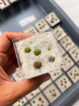 lithops