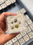 lithops