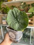 Alocasia Melo 2