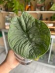Alocasia Melo 2