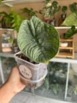 Alocasia Melo 2