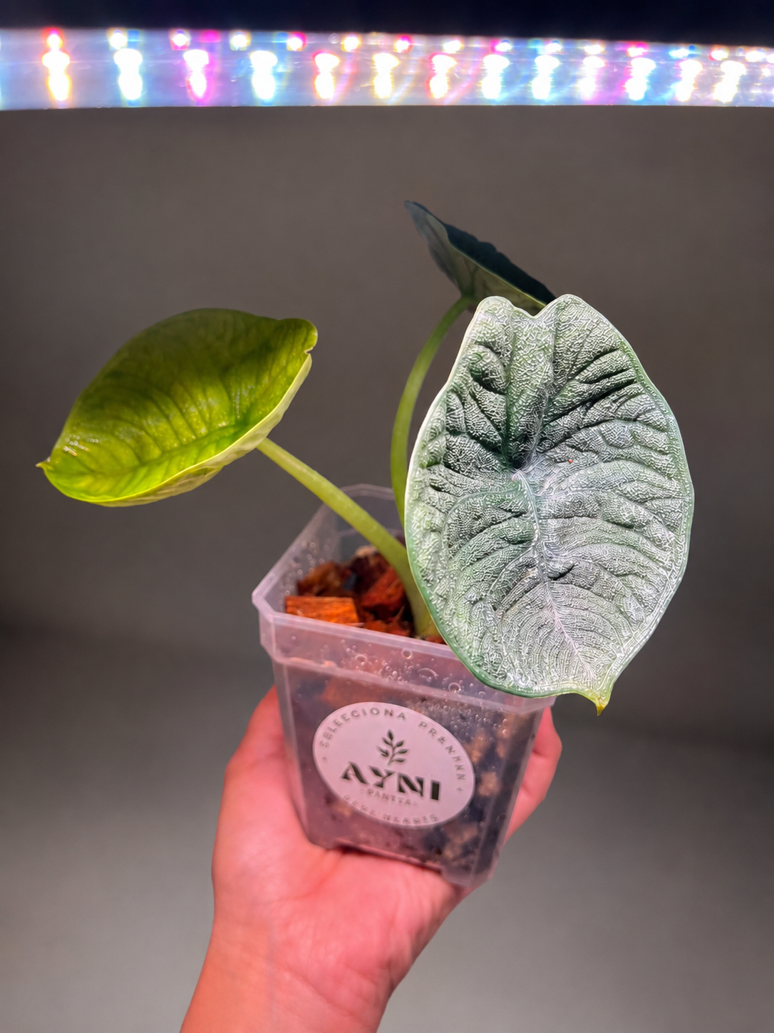 alocasia melo-1