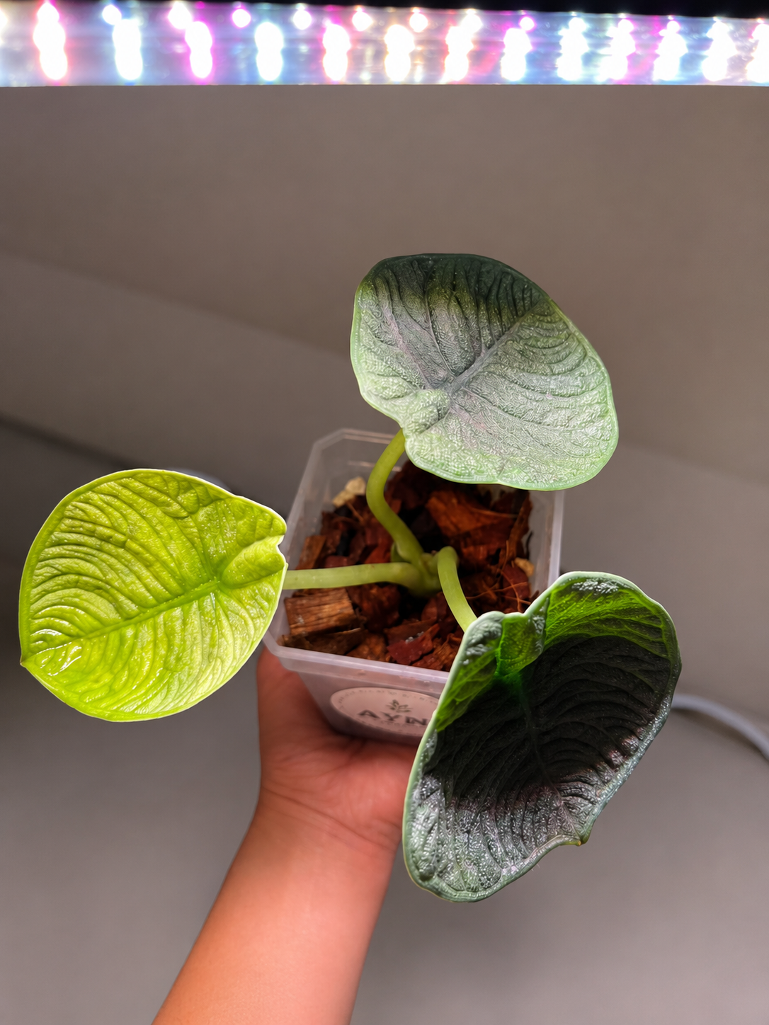 alocasia melo-2