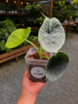 alocasia melo-1