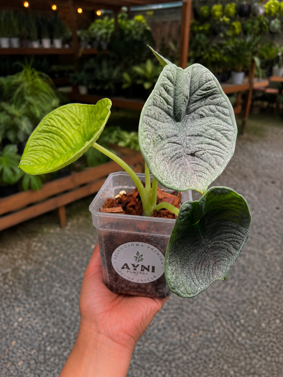 alocasia melo-3