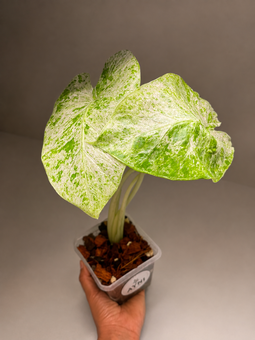 alocasia odora-1