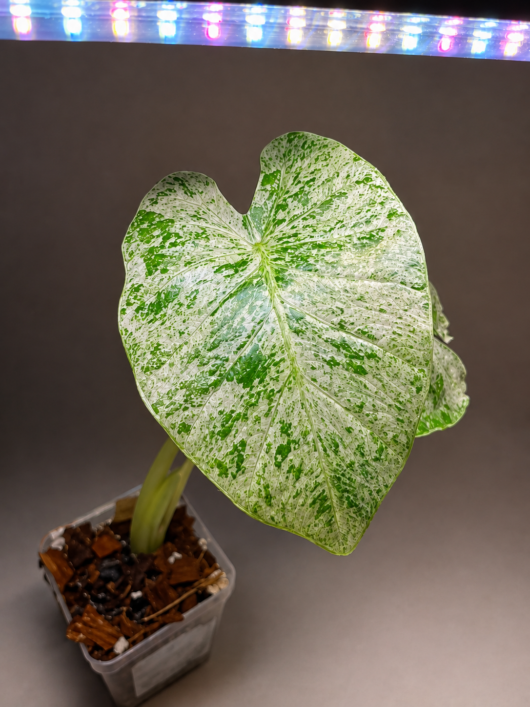 alocasia odora-2