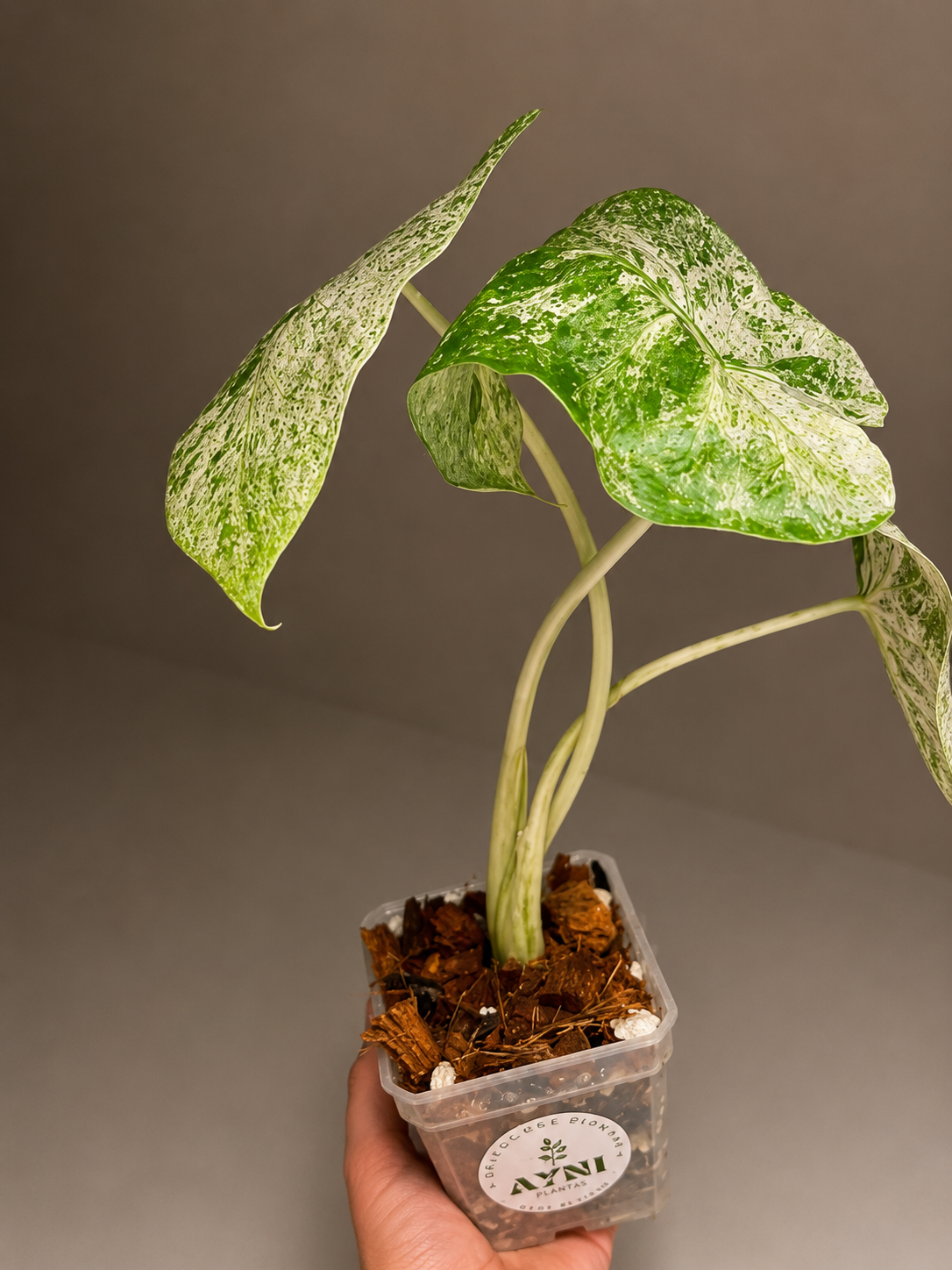 alocasia odora-3