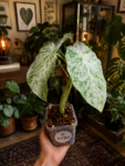 alocasia odora-2