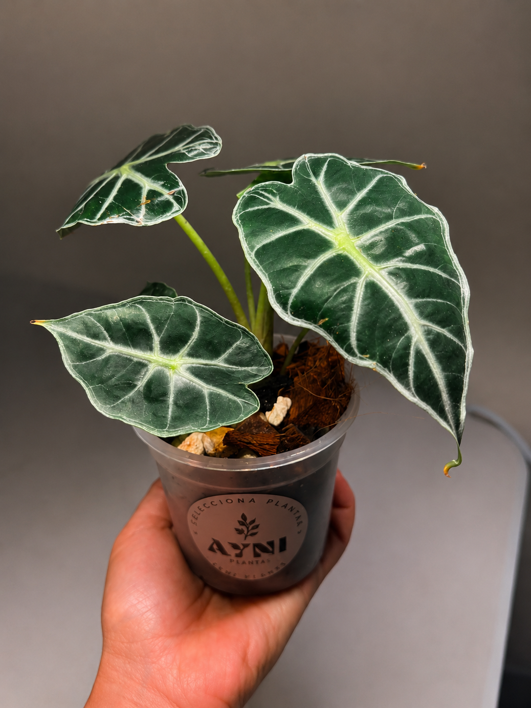 alocasia parasol-1