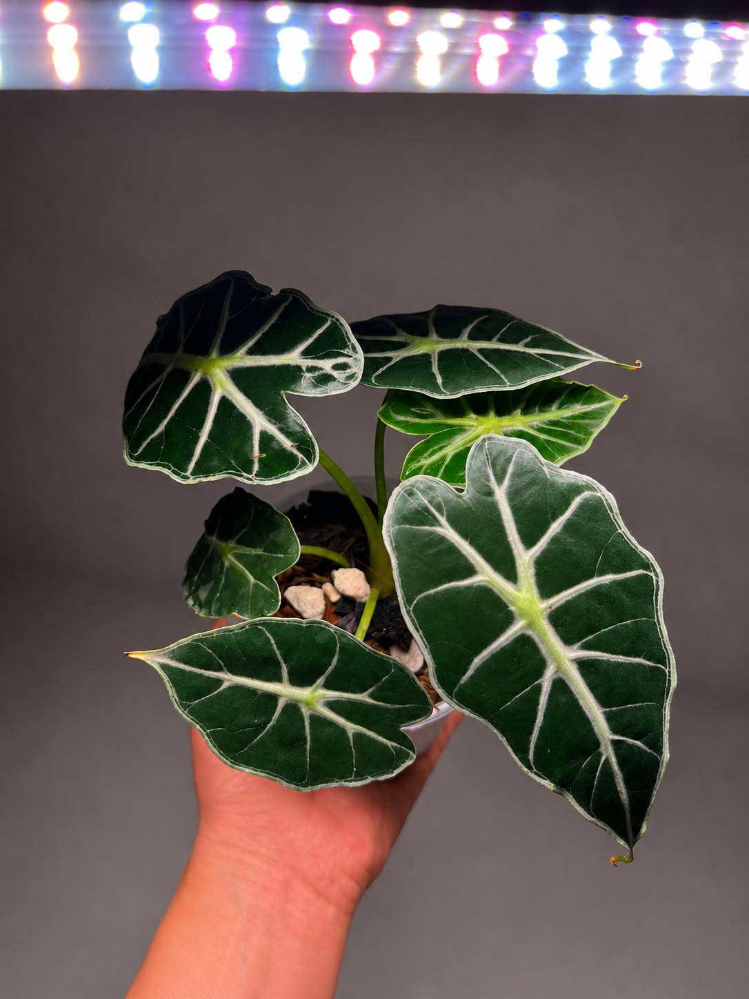 alocasia parasol-2