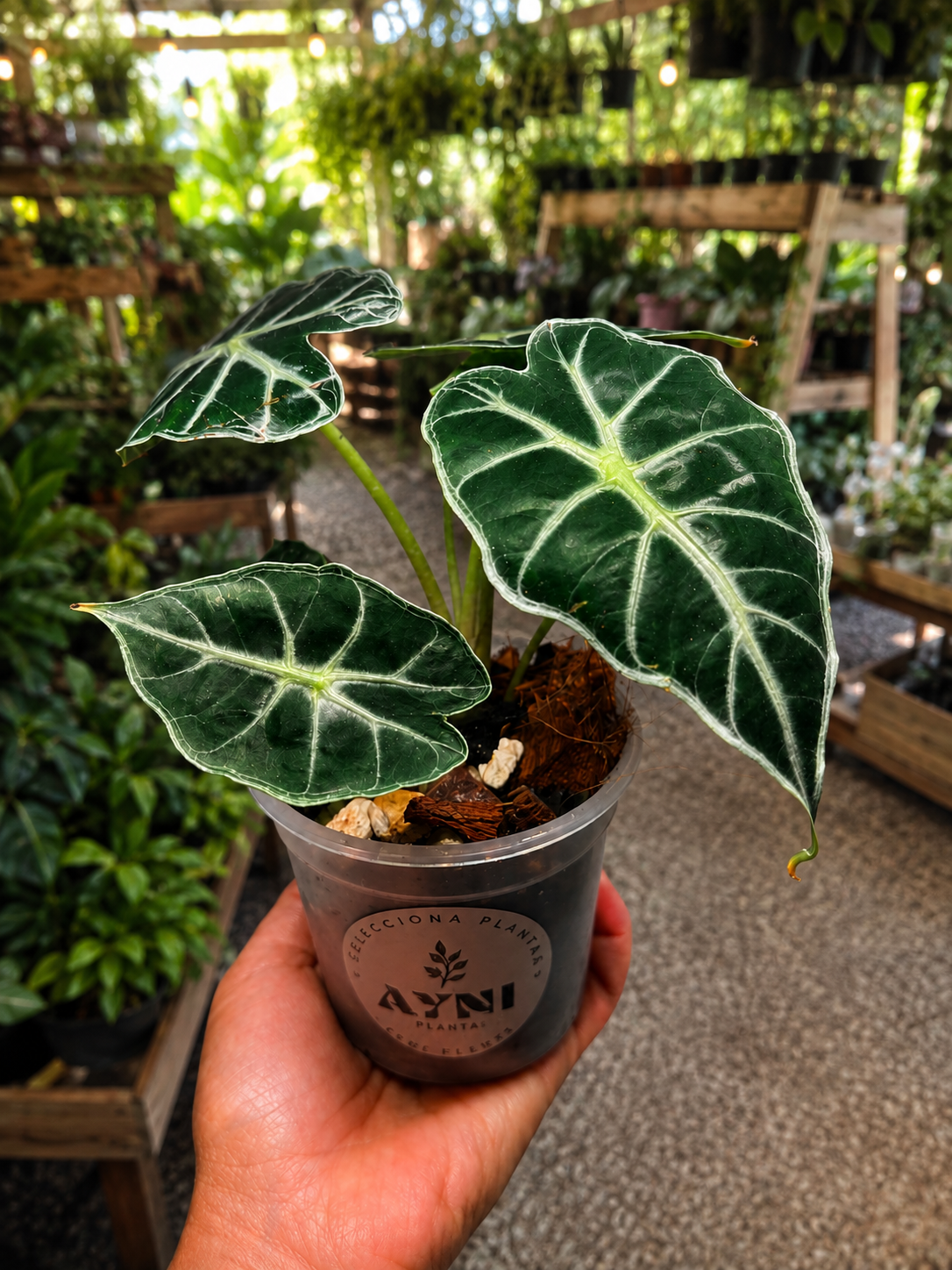 alocasia parasol-3