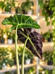 ayni-alocasia-polly-1