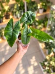 ayni-planta-web-1