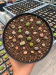 lithops-4-web