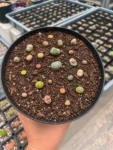 lithops-4-web