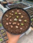 lithops-4-web