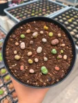 lithops-4-web