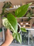 Monstera Albo invitro 1
