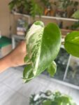 Monstera Albo invitro 1