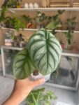 alocasia silver dragon 2