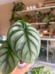 alocasia silver dragon 2